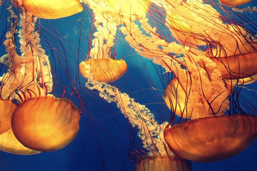 Jellyfish: No Brain, Head Empty